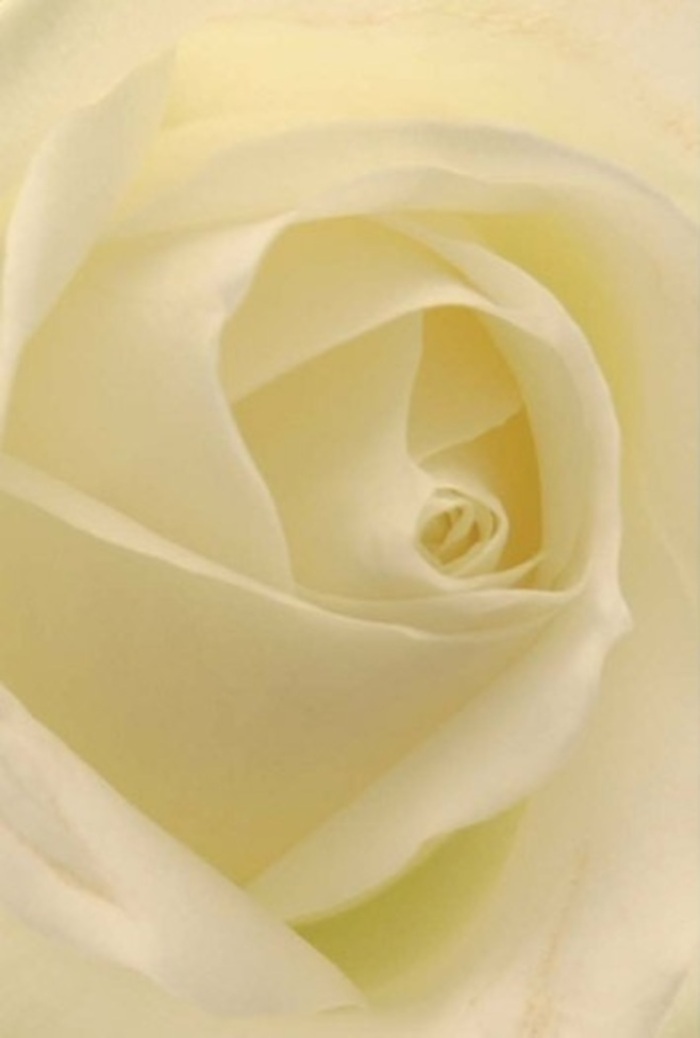 Viewed in intimate detail, this classic white rose reveals layer upon layer of creamy, silk-matte petals, each arranged with the precision and passion emblematic of Crayford's finest floristry. Light seems to flow through each petal, illuminating gentle gradations of ivory and subtle hints of gold, as if the rose were a luminous beacon within a Riverside home. The spiral core glows with near-perfection, symbolizing resilience and purity-a fitting choice for romantic gestures, sincere apologies, or elegant wedding centrepieces found in Crayford's charming venues. The bouquet's structure exudes calm sophistication, the shadows and highlights suggesting movement and natural beauty shaped by local hands. Holding this bloom is to experience the understated strength and serenity that Crayford values: a fragrance almost palpable, evoking peace, renewal, and heartfelt emotion. Every petal's ruffled edge and the harmonious arrangement remind us of the care local florists invest into pieces made for every milestone, from anniversary surprises to comforting condolences.